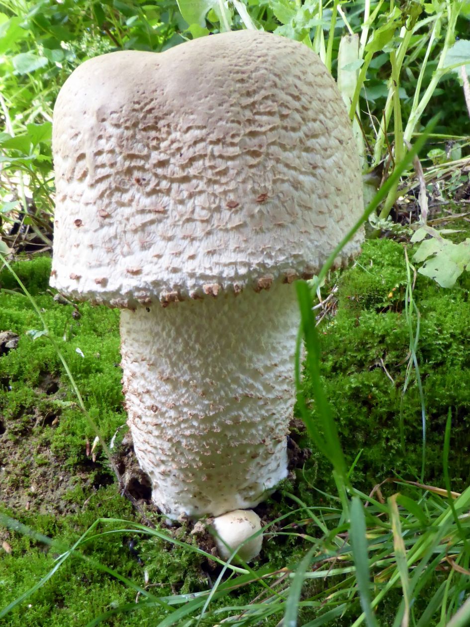 Welke paddenstoel is dit?